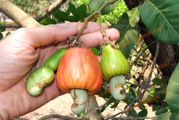 cach-trong-cham-soc-cay-dieu-1 Cách trồng và chăm sóc cây điều