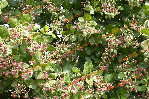 Cây điều có từ đâu