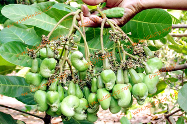 giong-dieu-nao-nang-suat-nhat-1 Giống điều nào năng suất nhất