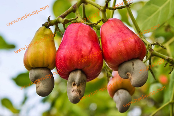 Nguồn gốc cây điều Bình Phước