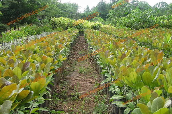 Tại sao nên trồng điều ghép
