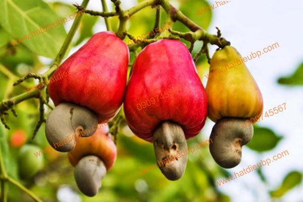 Trồng cây điều ghép