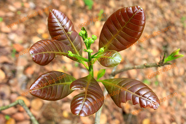 trong-cham-soc-cay-dieu Trồng và chăm sóc cây điều