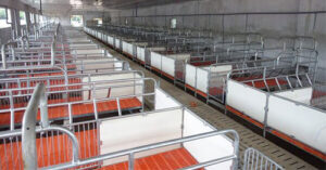 Chuồng heo bằng tấm nhựa PVC: Giải pháp chăn nuôi hiệu quả