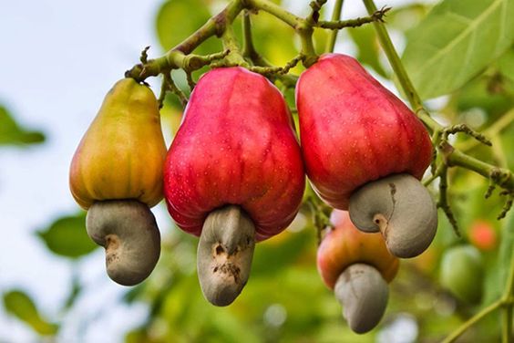 hat-dieu-tuoi-chua-boc-vo